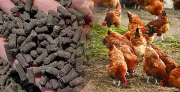 Chicken manure